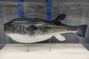 東京湾の生き物展示