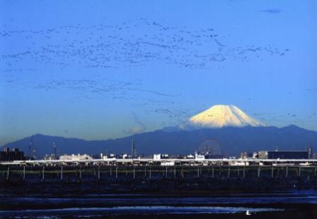 植草 正之さん「三番瀬　富士山と渡り鳥」