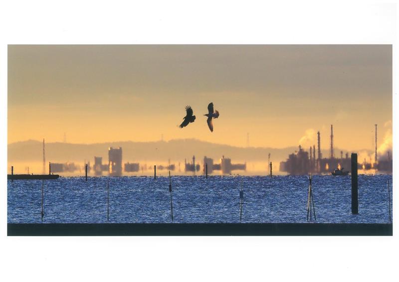 浮島現象と野鳥の飛翔