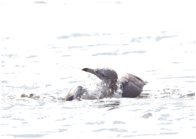 こわい顔で水浴び