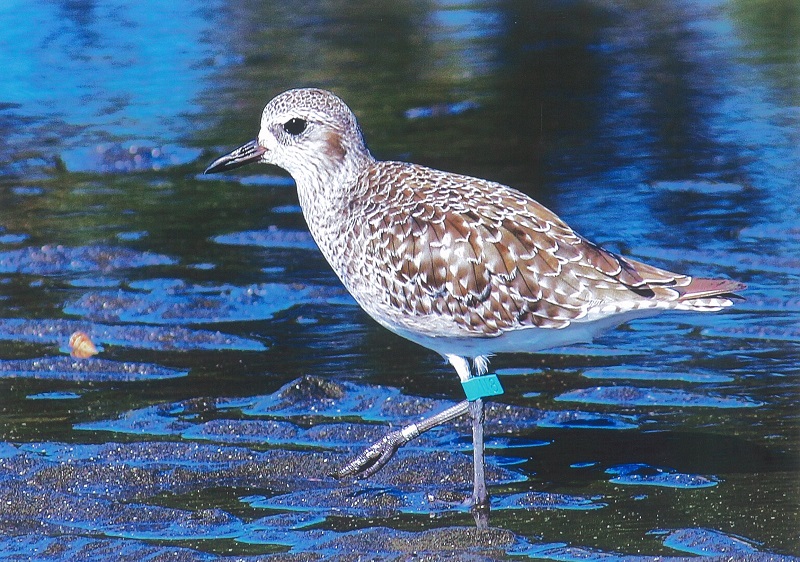 タグを付けた水鳥