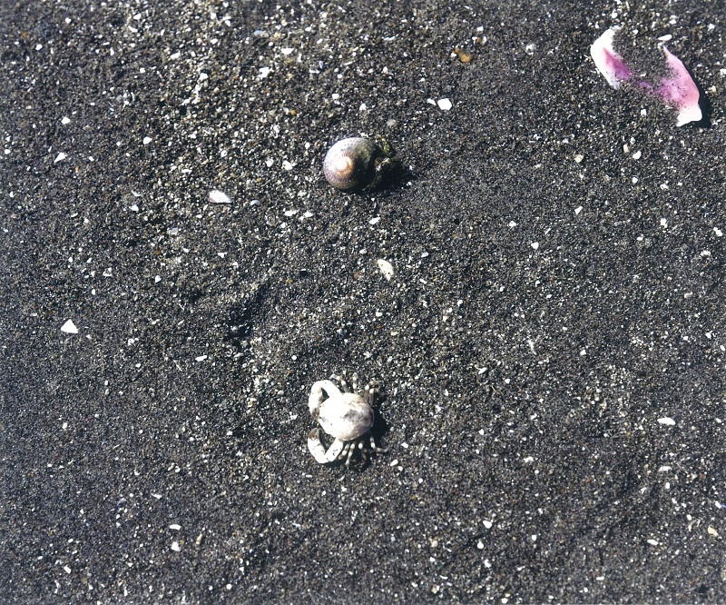 浅瀬のカニ