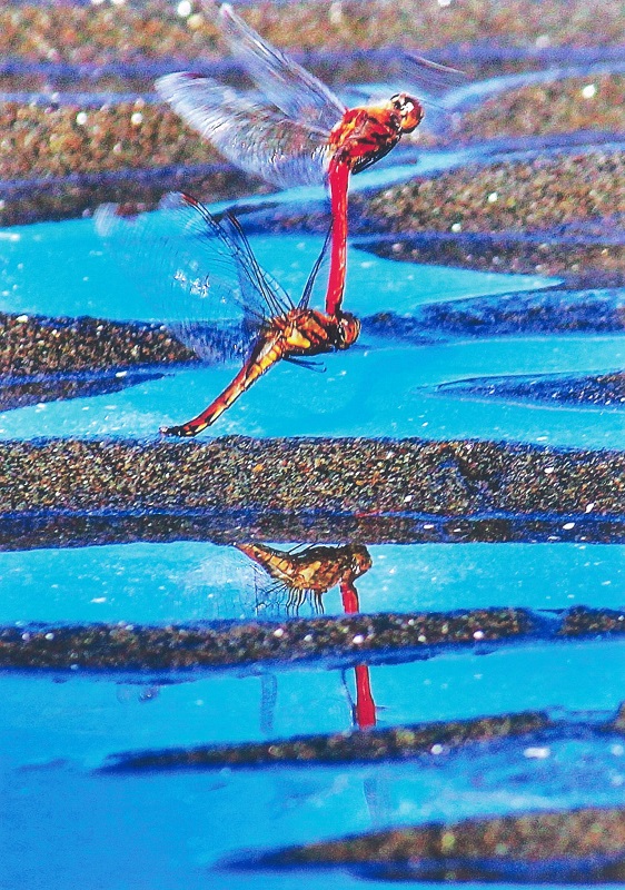 海辺に赤トンボ
