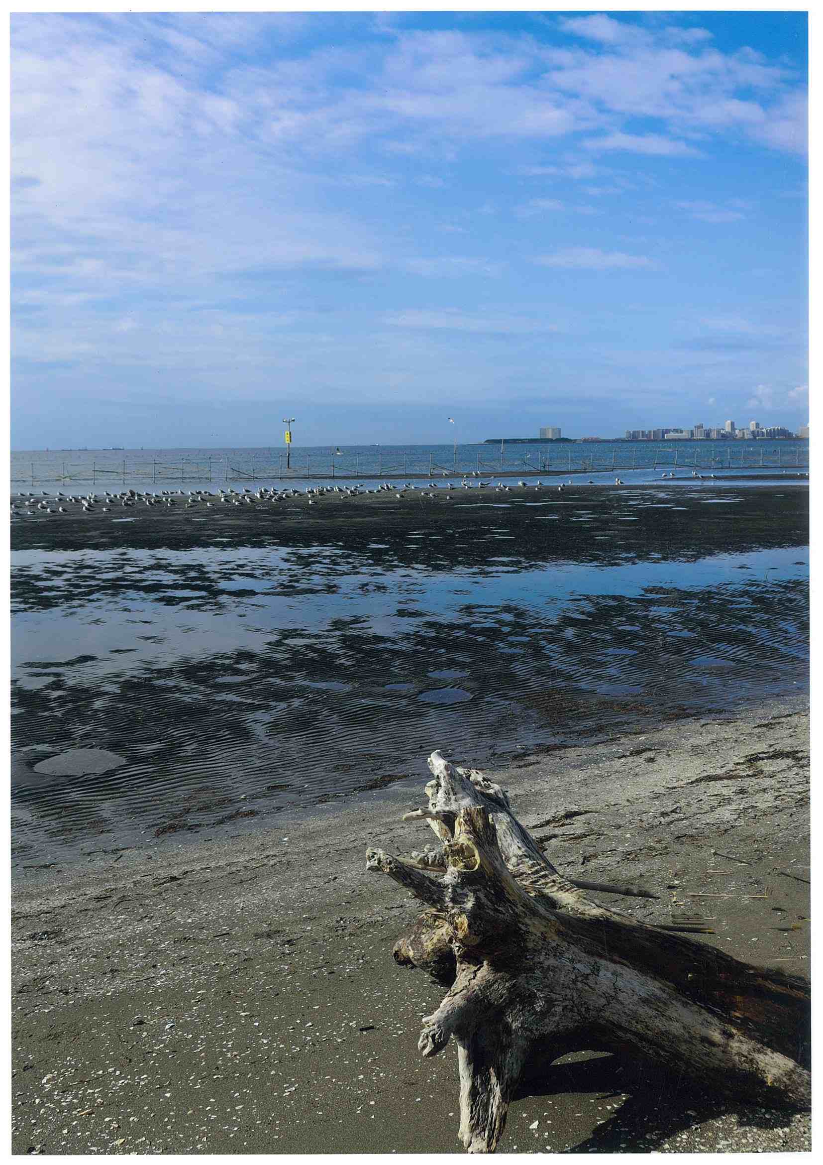 流れ寄る流木 