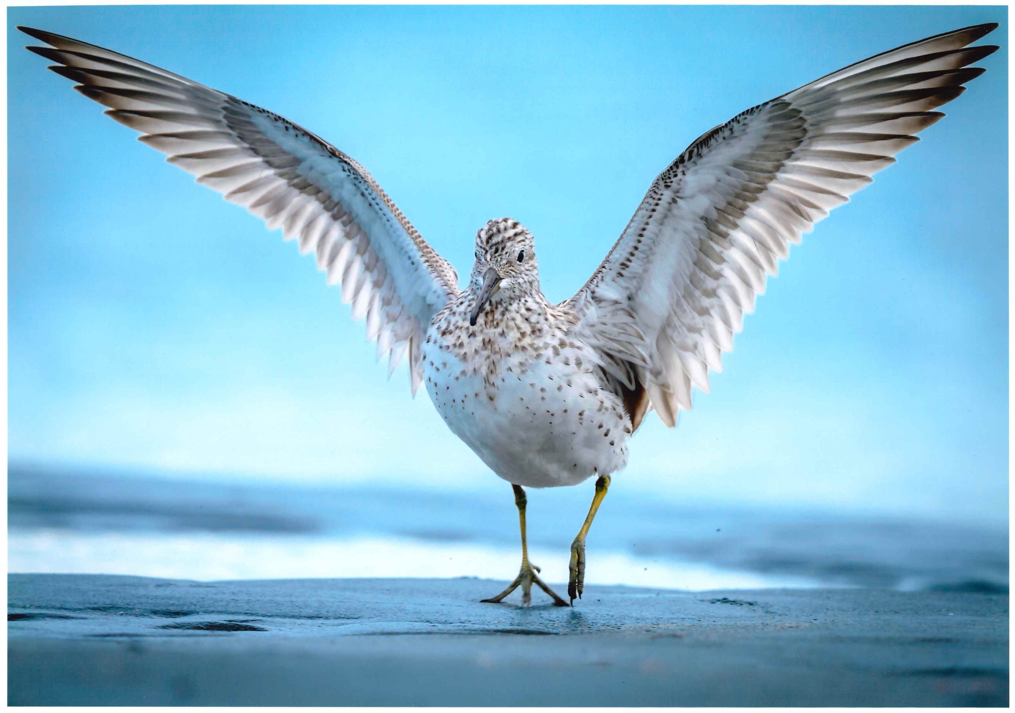 ＺＨＩ ＢＯさん「ANGLE’S LANDING」