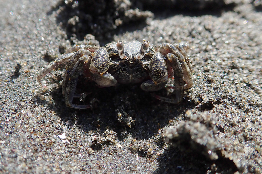 ちびっこ集まれ！「はじめてのカニ」