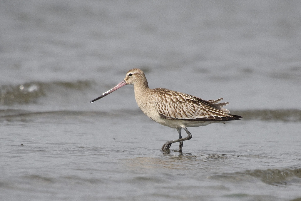三番瀬探検隊 鳥くんと野鳥を探そう ふなばし三番瀬海浜公園 ふなばし三番瀬環境学習館 三番瀬探検隊 鳥くんと野鳥を探そう ふなばし三番瀬海浜公園 ふなばし三番瀬環境学習館