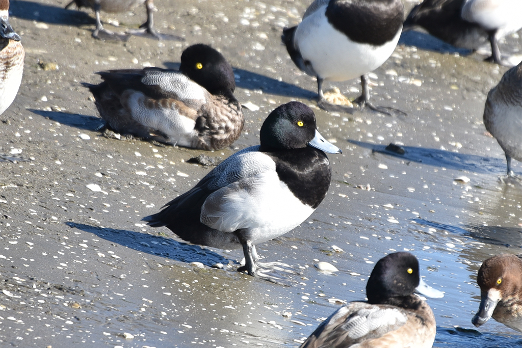 さばかんチャンネル
ちびっこ生きものおはなし会「鳥」