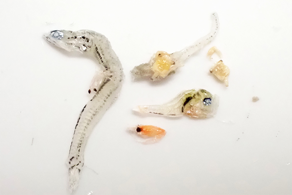 さばかんチャンネル・生きもののしくみを知ろう「ちりめんじゃこ」