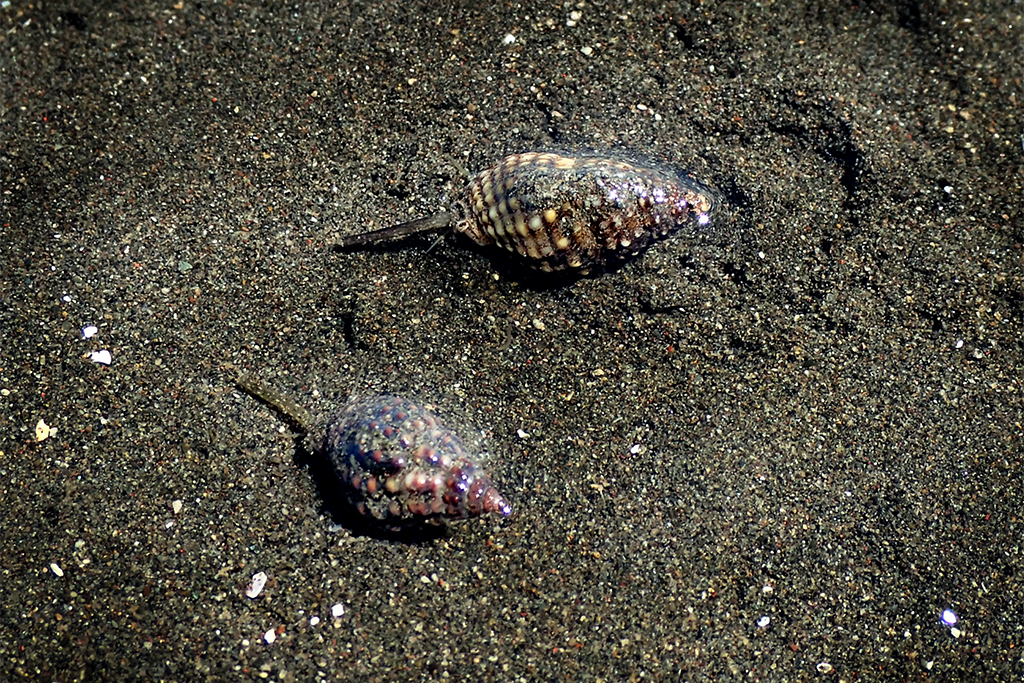 「調査！ 干潟の巻き貝「アラムシロ」」