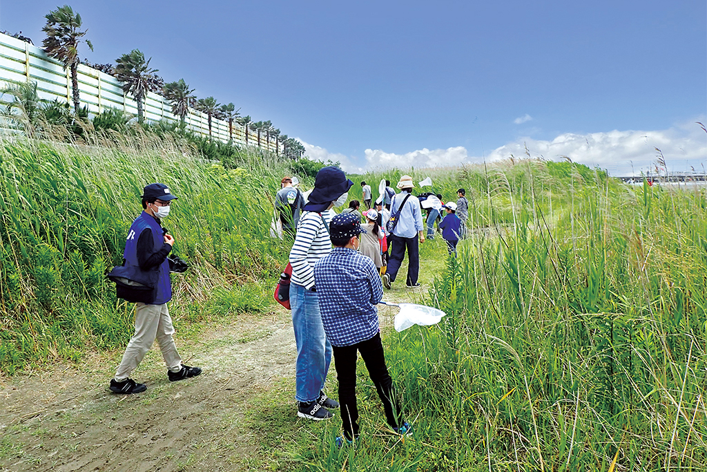 海浜公園の虫を探そう