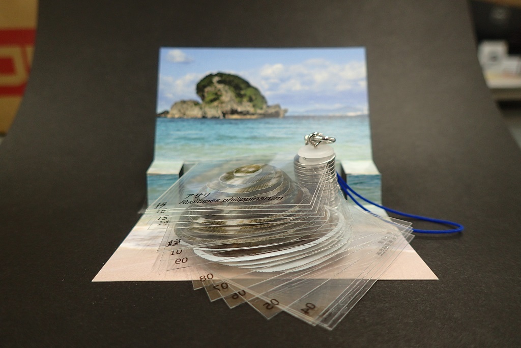 アサリ3D模型