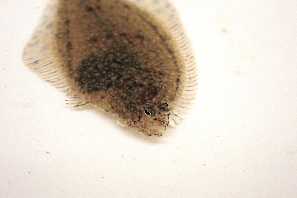 生きもののしくみを知ろう「カレイ」
