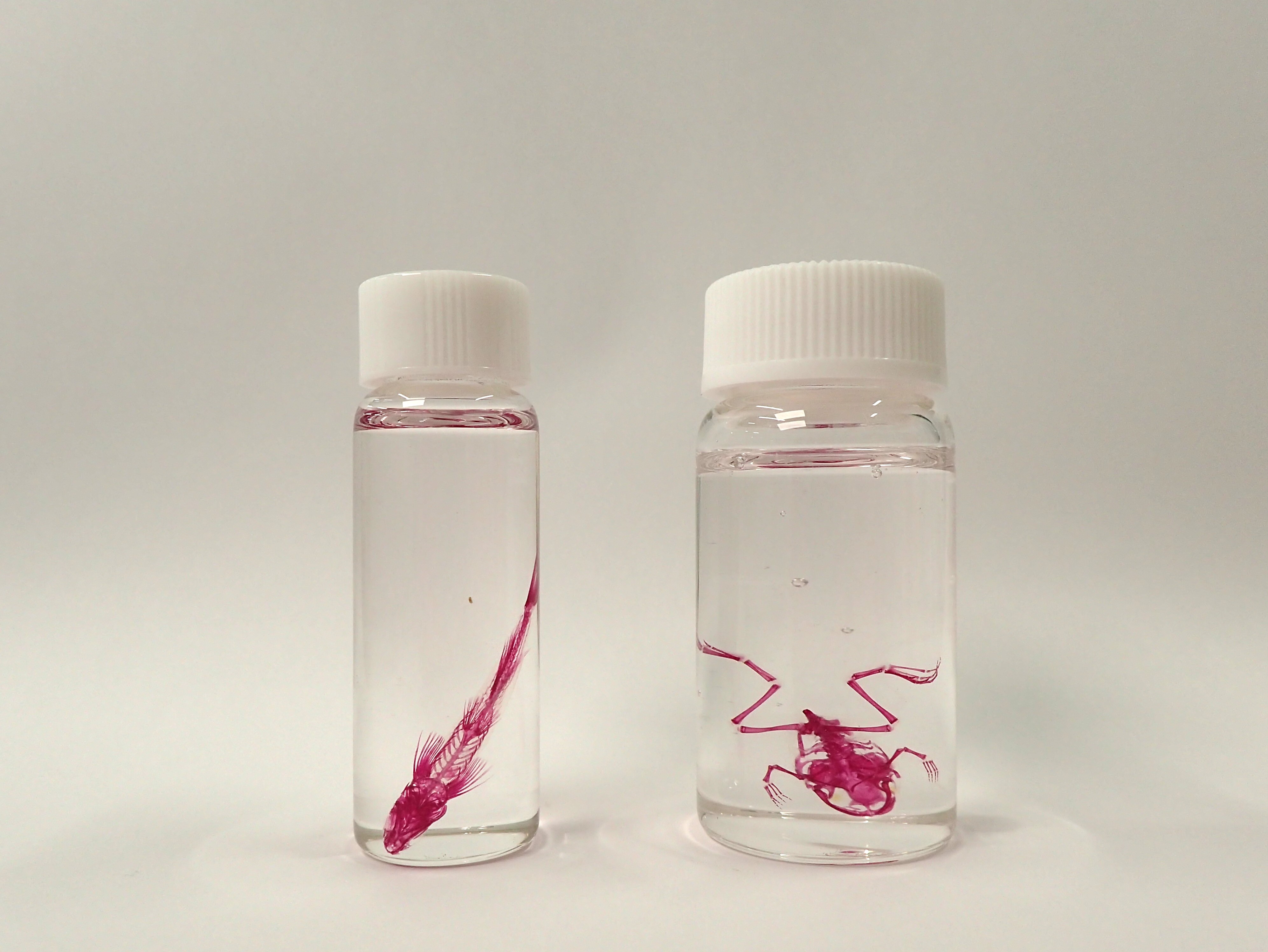 透明骨格標本を作って観察しよう｜ふなばし三番瀬海浜公園・ふなばし三