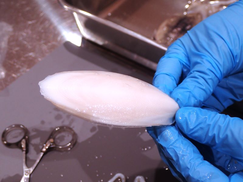 生きもののしくみを知ろう「コウイカ」