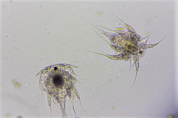 生きもののしくみを知ろう「プランクトン」
