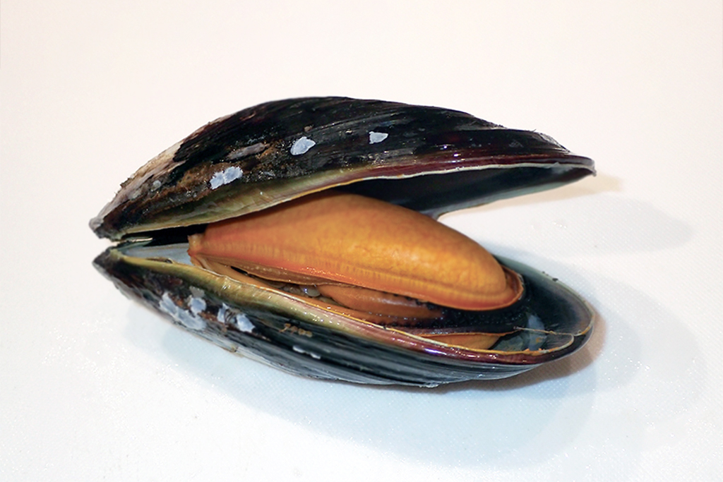 生きもののしくみを知ろう「ムール貝」