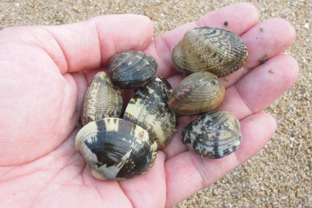 三番瀬探検隊「はじめての潮干狩り」