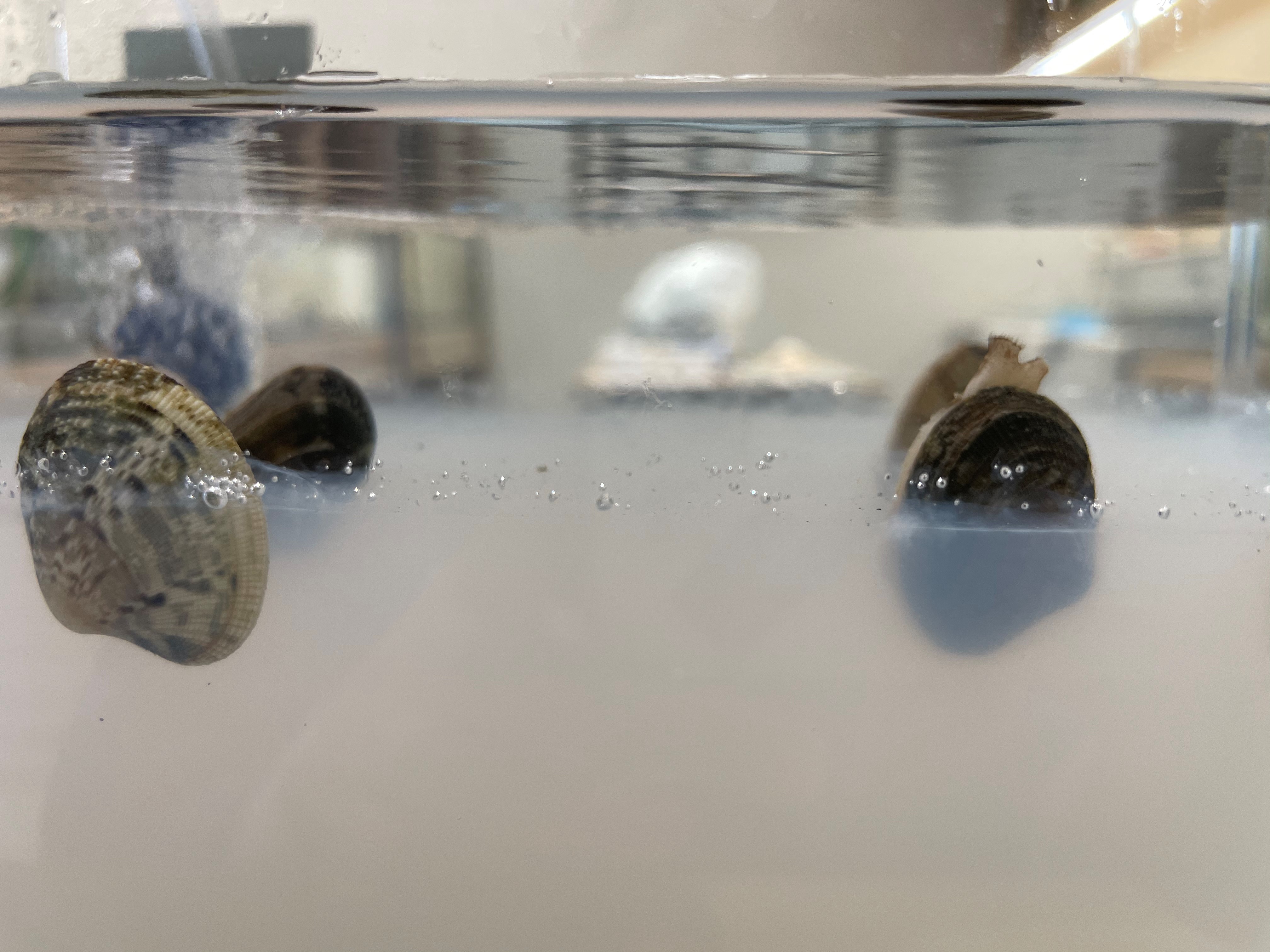 企画展 これでバッチリ 潮干狩り21 ふなばし三番瀬海浜公園 ふなばし三番瀬環境学習館