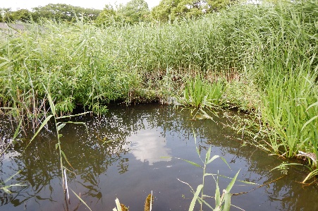 水辺の画像