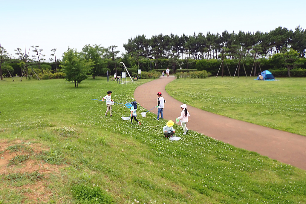 三番瀬探検隊「海浜公園の虫を探そう」