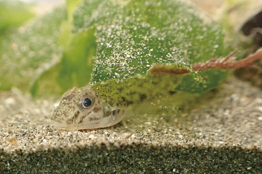 水槽のマハゼ