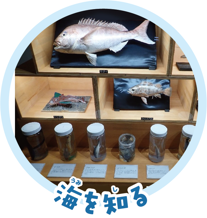 海を知る