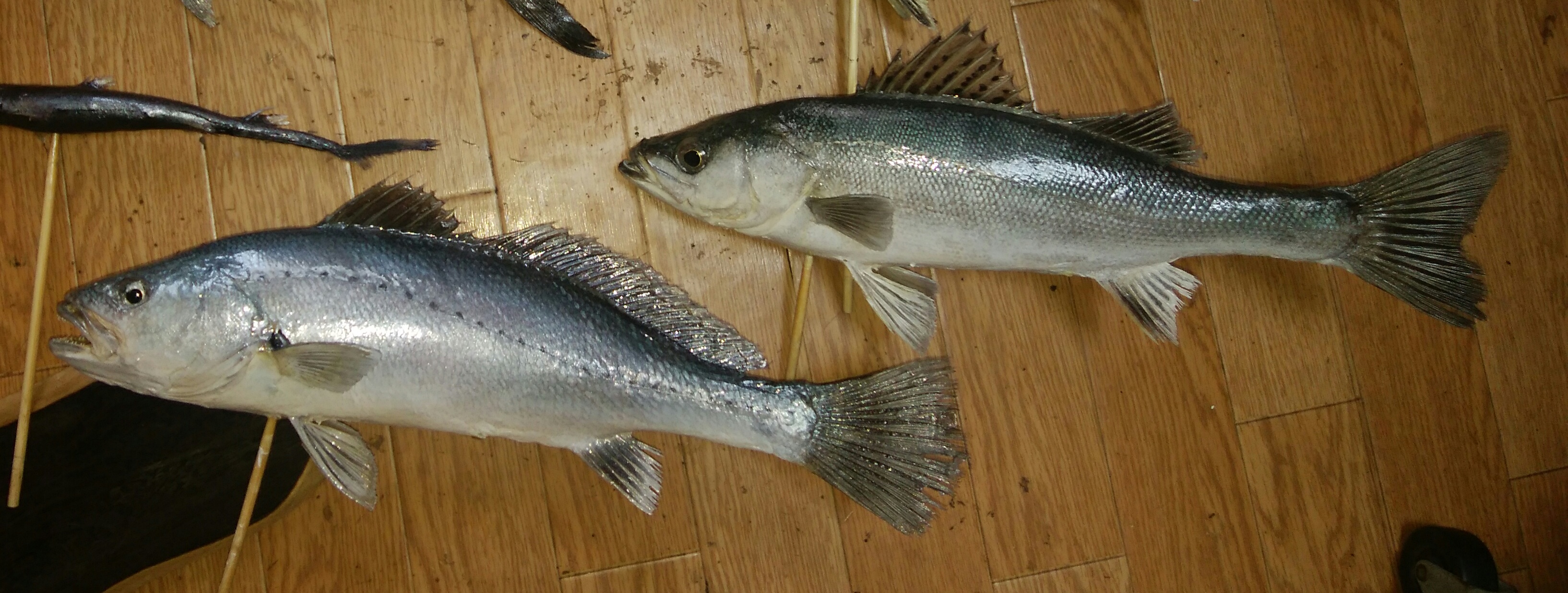 魚屋天然堂1