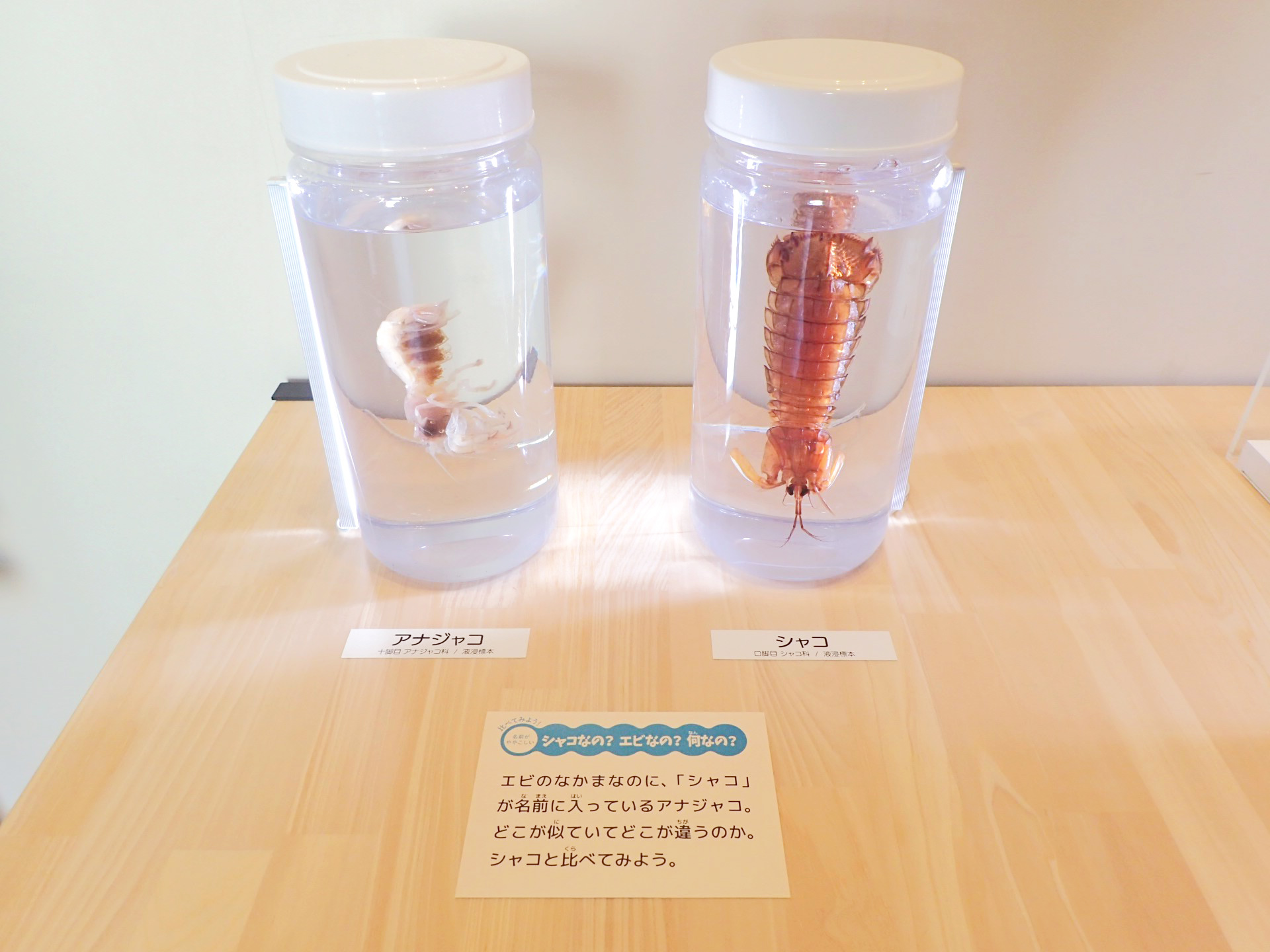 標本瓶が二つ並んだ画像