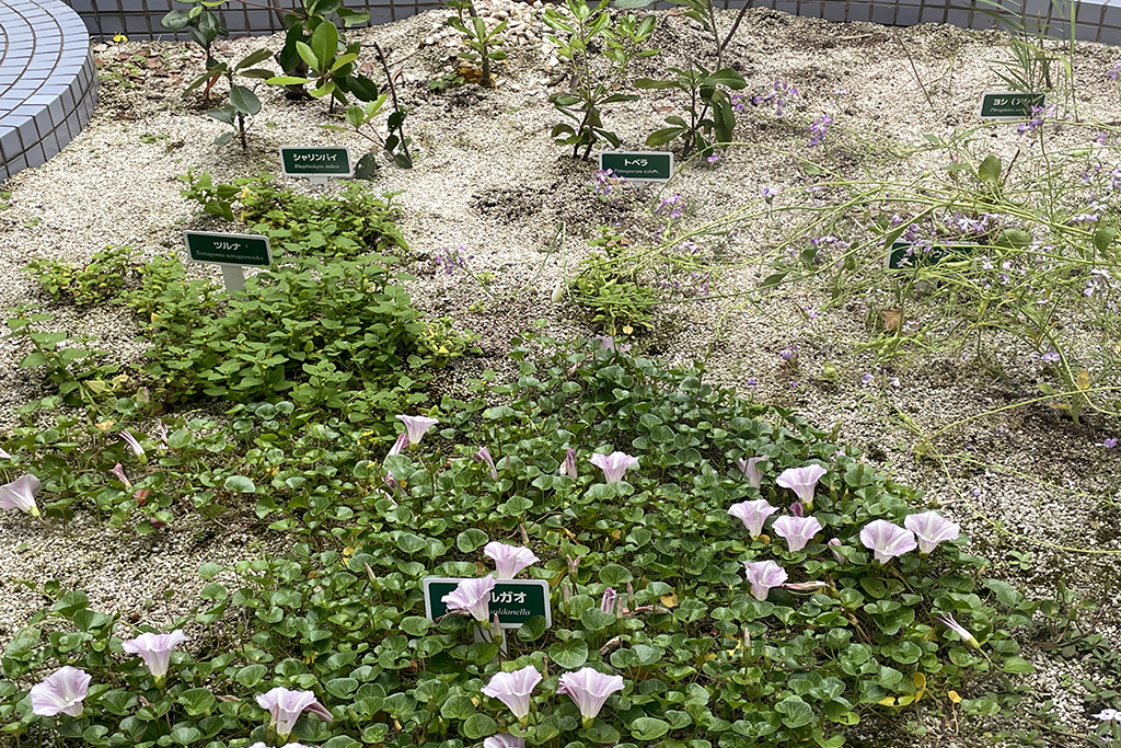 植物展示