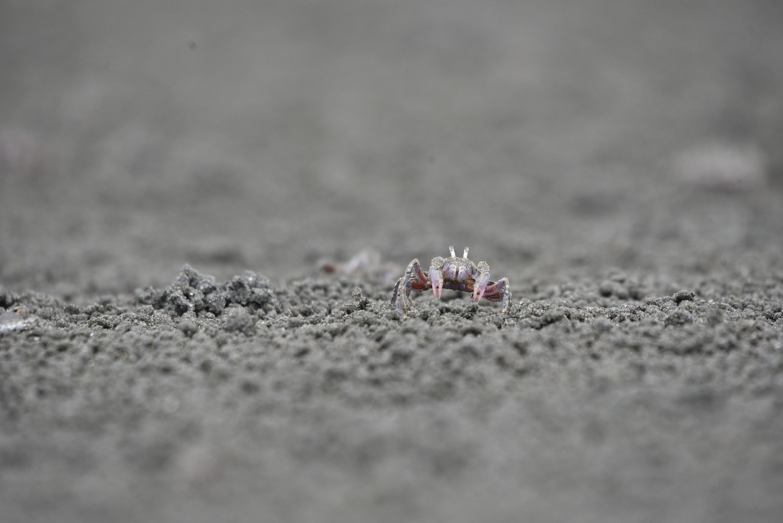 Sand bubbler crab