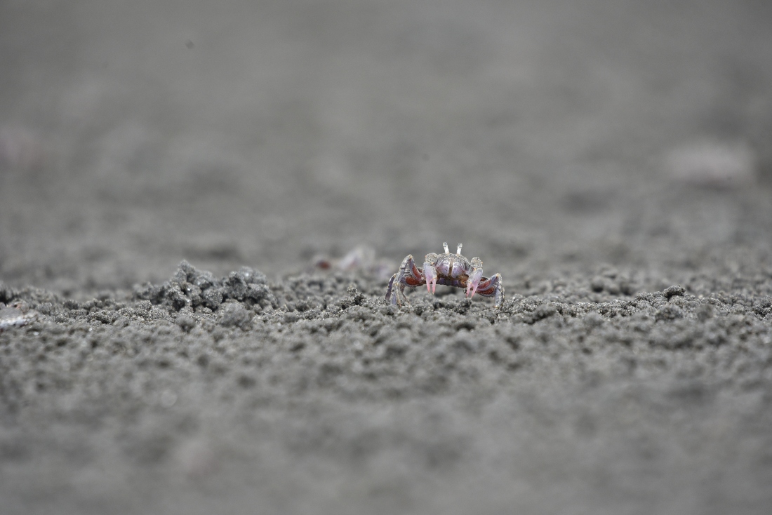 Sand bubbler crab