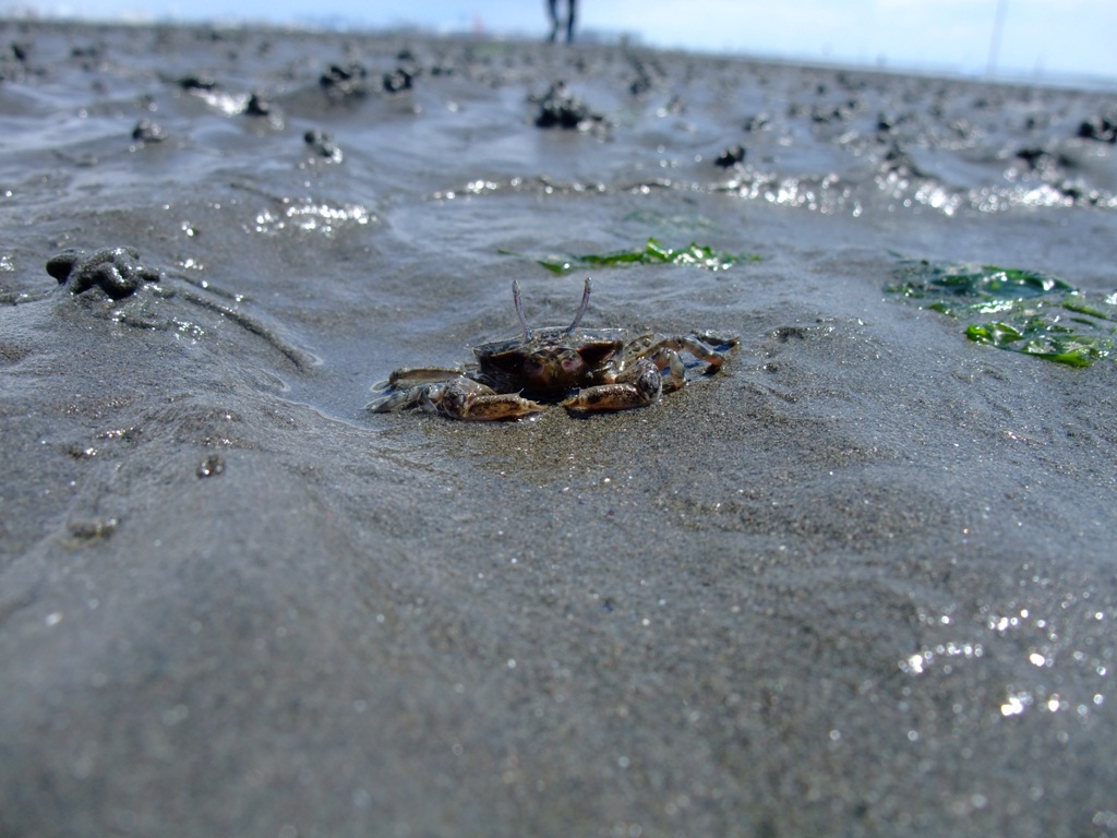 大きなオサガニ