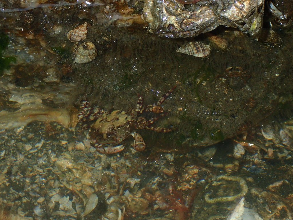 転石で見られたイソガニ
