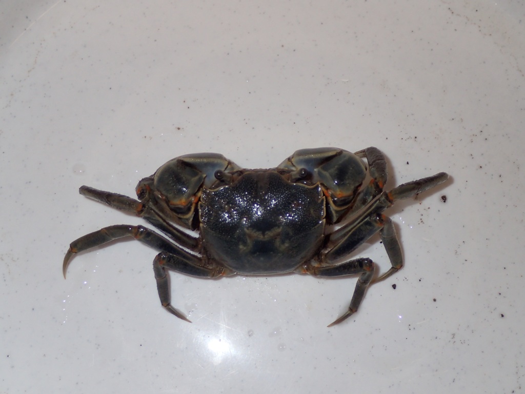 上から見たアシハラガニ