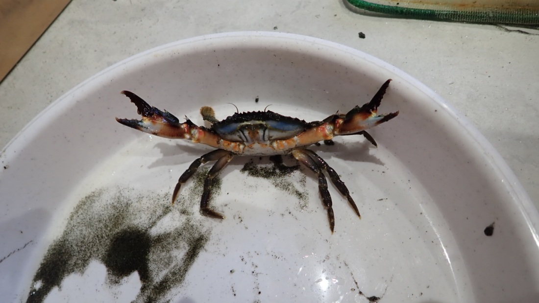 正面にハサミを振りかざすイシガニ