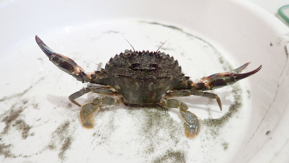 ハサミを振りかざすイシガニの背面