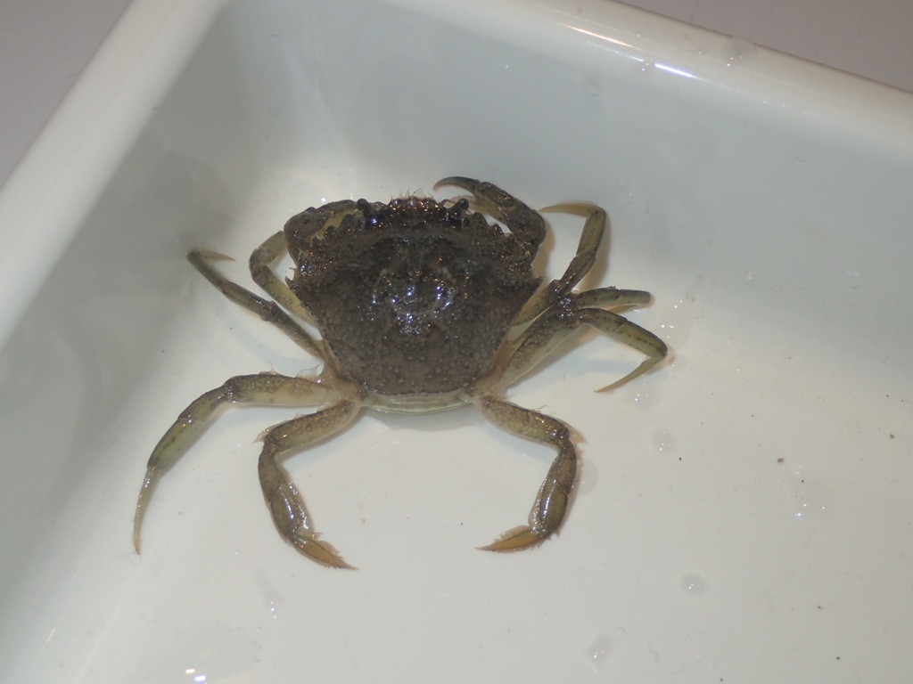 チチュウカイミバエ