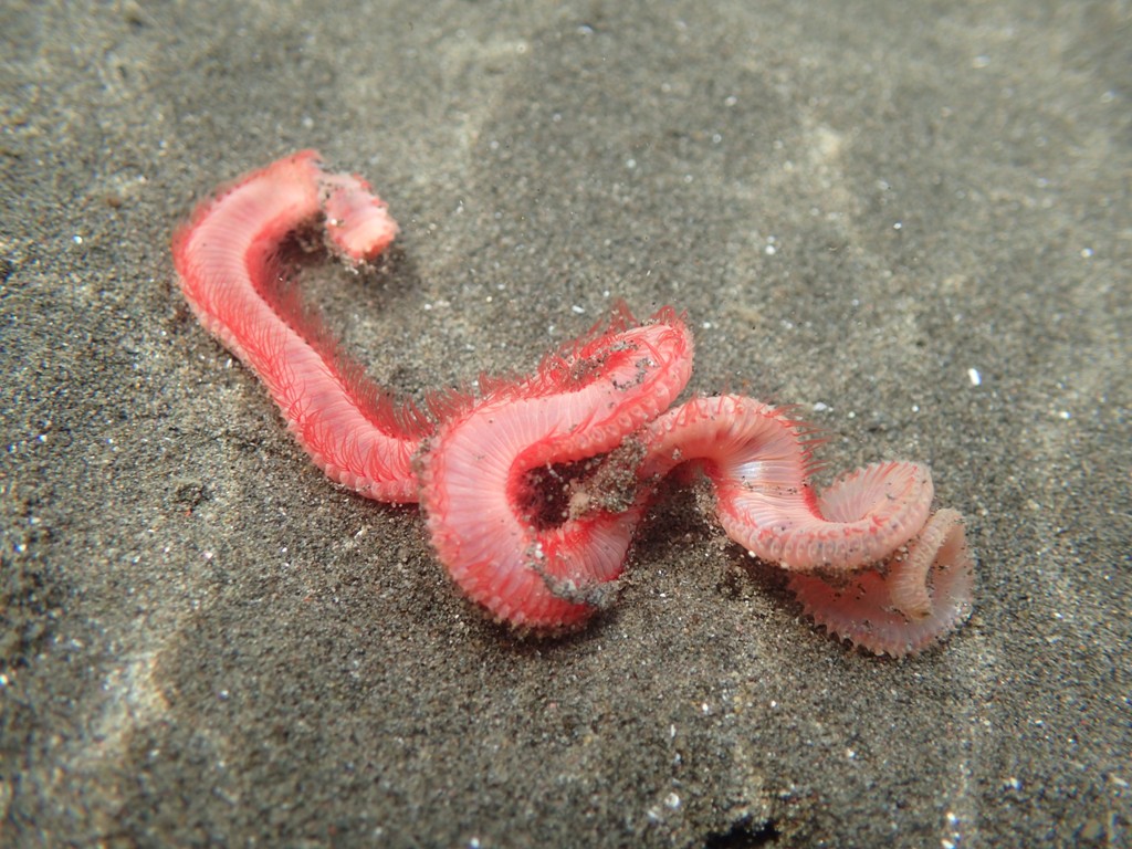 イワムシ ふなばし三番瀬海浜公園 ふなばし三番瀬環境学習館