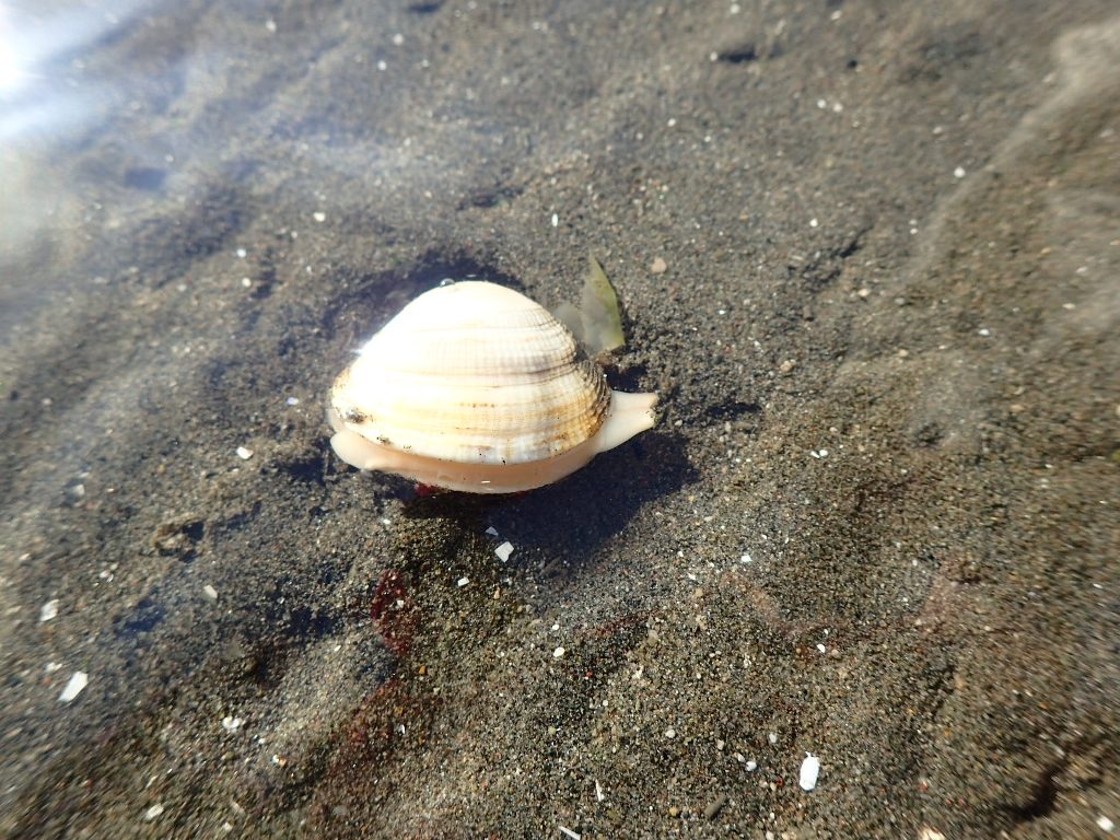 アサリ ふなばし三番瀬海浜公園 ふなばし三番瀬環境学習館