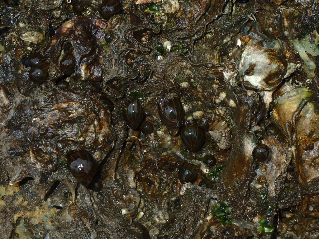 タテジマイソギンチャク ふなばし三番瀬海浜公園 ふなばし三番瀬環境学習館