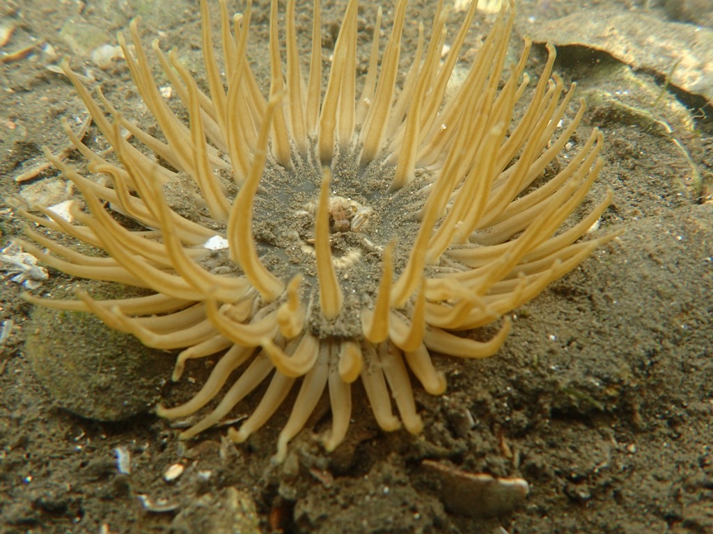 イシワケイソギンチャク ふなばし三番瀬海浜公園 ふなばし三番瀬環境学習館