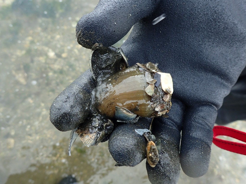 イシワケイソギンチャク ふなばし三番瀬海浜公園 ふなばし三番瀬環境学習館