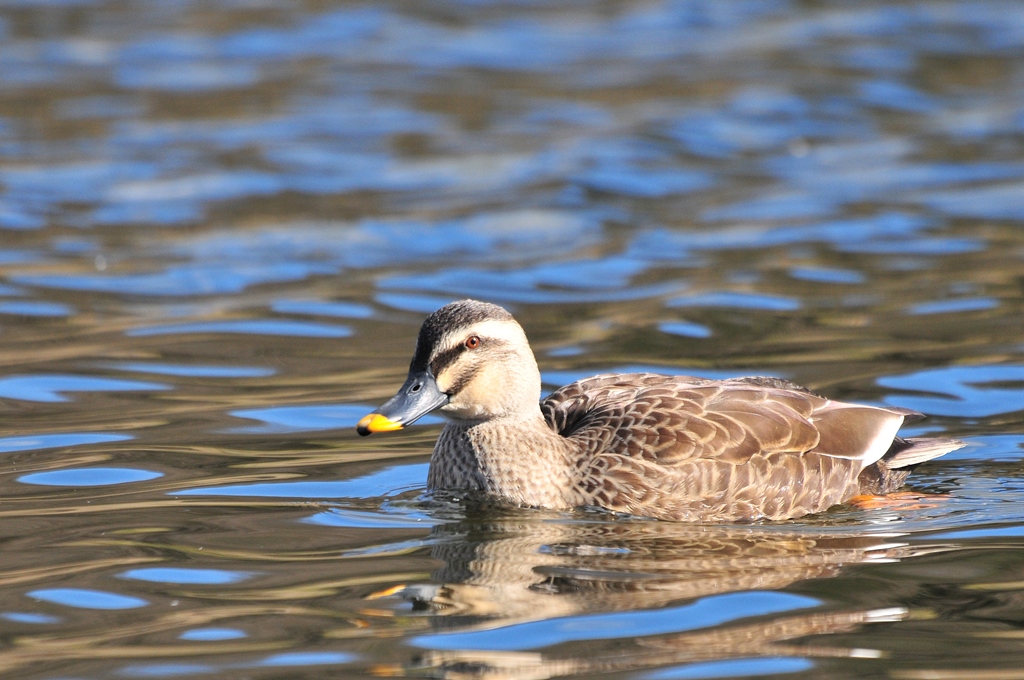 カルガモ｜ふなばし三番瀬海浜公園・ふなばし三番瀬環境学習館