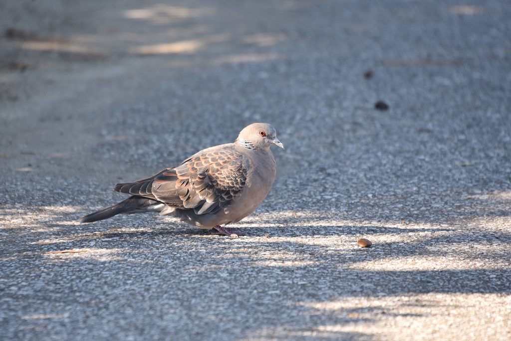 野鳥 大きさ ハト 三番瀬図鑑 ふなばし三番瀬海浜公園 ふなばし三番瀬環境学習館