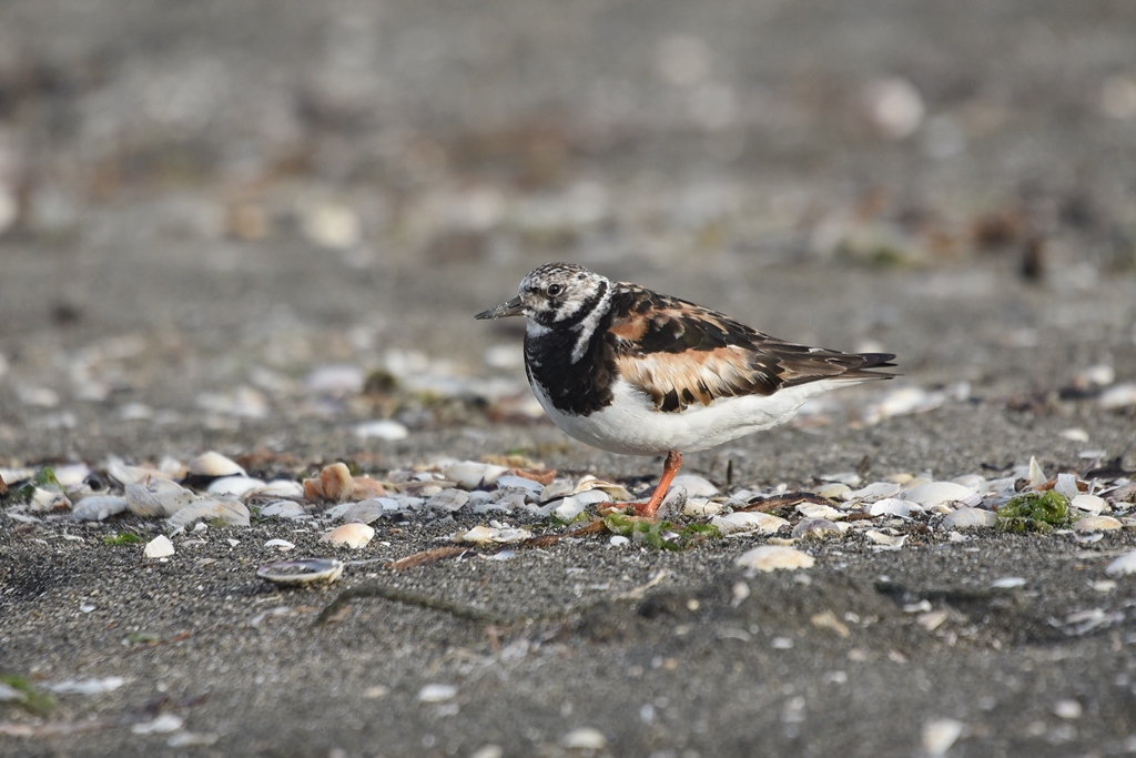 キョウジョシギ ふなばし三番瀬海浜公園 ふなばし三番瀬環境学習館