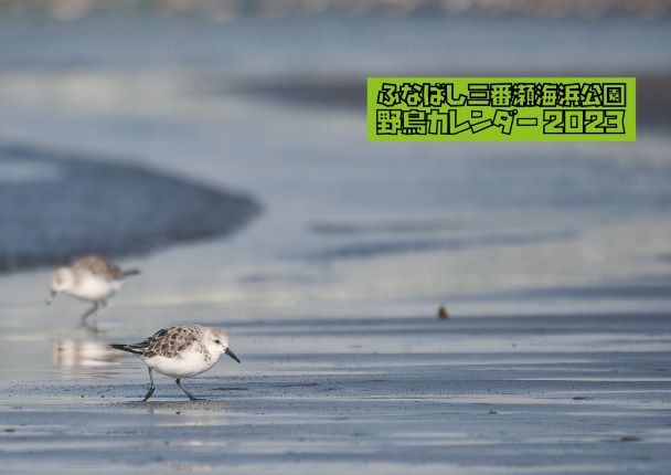 野鳥カレンダー2023表紙