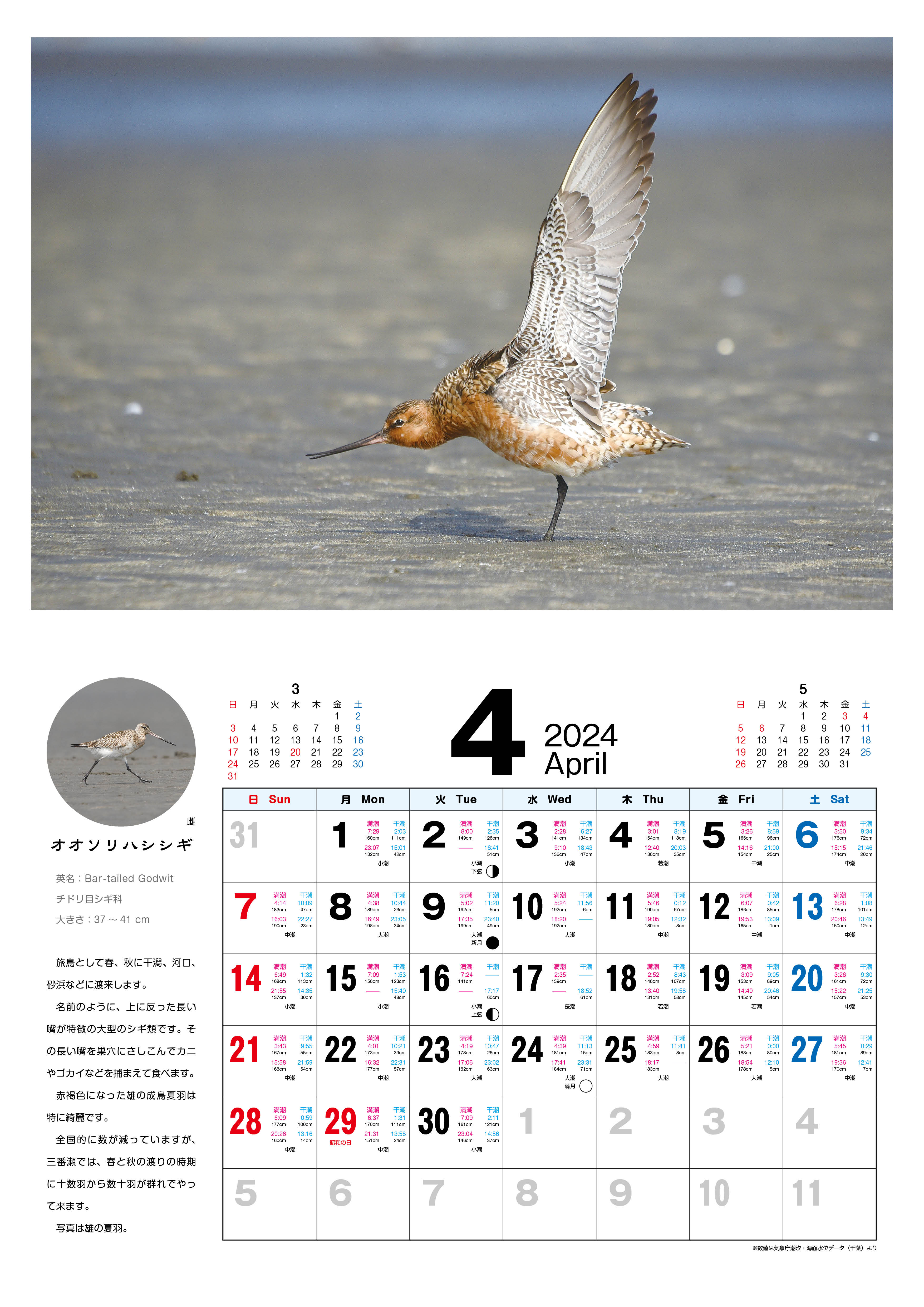 野鳥カレンダー20244月